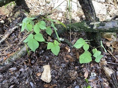 Desmodium lindheimeri