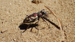 Cicindela lengi versuta