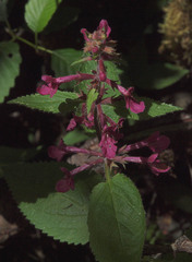 Stachys chamissonis cooleyae