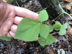 Desmodium lindheimeri