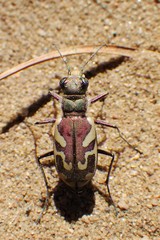 Cicindela lengi versuta
