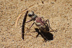 Cicindela lengi versuta