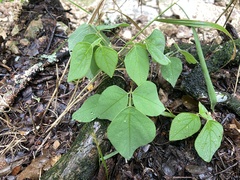 Desmodium lindheimeri