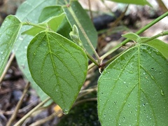 Desmodium lindheimeri