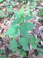 Urtica chamaedryoides
