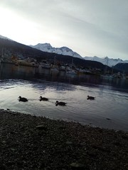 Lophonetta specularioides