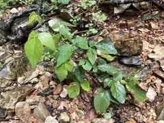 Desmodium lindheimeri