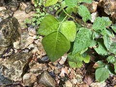 Desmodium lindheimeri