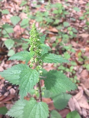 Urtica chamaedryoides