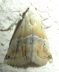 Eublemma parva