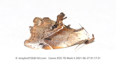 Euwilemania angulata