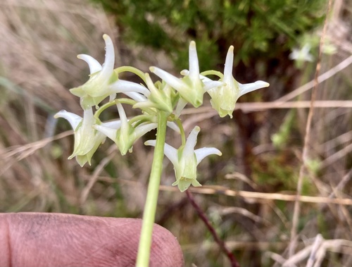 Halenia asclepiadea