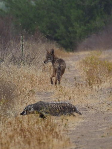 American Badger photographed in California