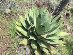 Agave obscura
