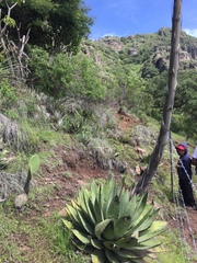 Agave obscura