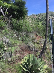 Agave obscura