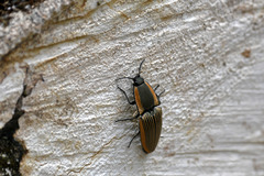Chalcolepidius bomplandii
