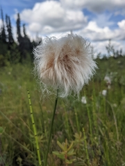 Eriophorum chamissonis