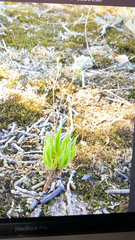 Phemeranthus parviflorus