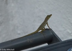 Anolis roquet salinei
