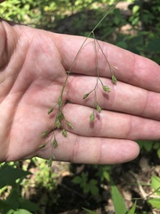 Festuca paradoxa