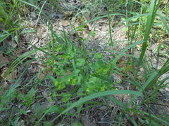 Euphorbia tetrapora