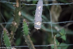 Hylocereeae