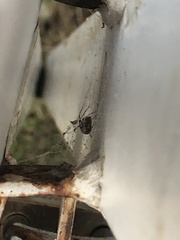Latrodectus geometricus