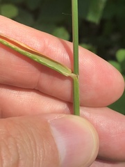 Festuca paradoxa