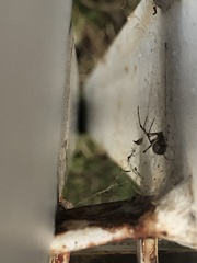 Latrodectus geometricus