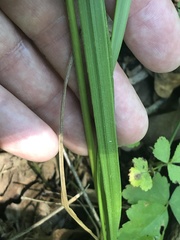 Festuca paradoxa