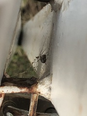 Latrodectus geometricus