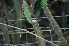 Hylocereeae