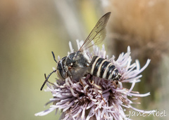 Coelioxys