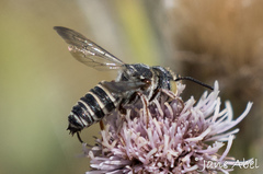 Coelioxys