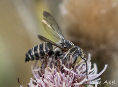 Coelioxys