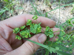 Euphorbia tetrapora