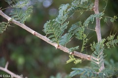 Dichrostachys cinerea