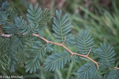 Dichrostachys cinerea