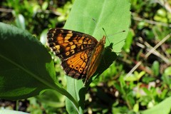Phyciodes batesii