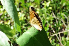 Phyciodes batesii