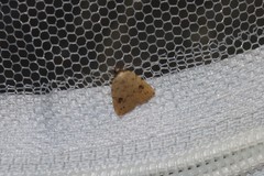Anachrostis nigripunctalis