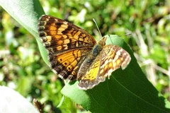 Phyciodes batesii