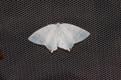 Ourapteryx subpunctaria