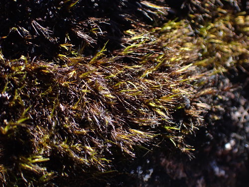 Image of Campylopus atrovirens by no rights reserved