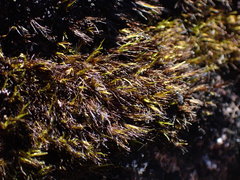 Campylopus atrovirens