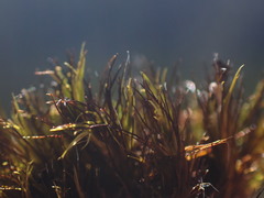 Campylopus atrovirens