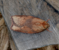 Euchaetis iozona