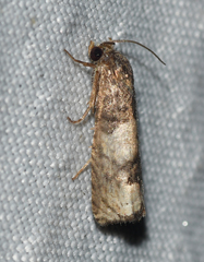 Epiblema desertana