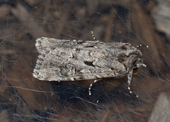 Ectopatria aspera